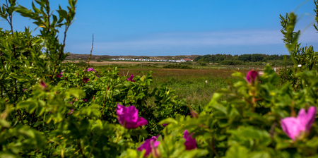 Sylt Island. view of the sand dunesの写真素材
