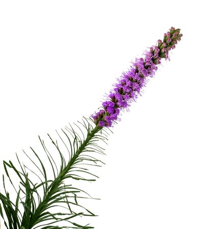 Liatris spicata flower head. Isolated on white backgroundの写真素材