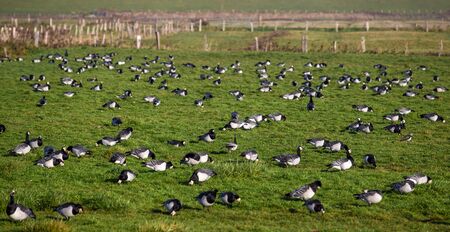  Wild migratory geese. Germany Nord Friesland.の写真素材