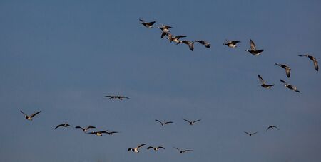 Wild migratory geese. Germany Nord Friesland.