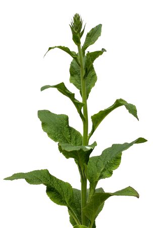 Green plant on a whiteの写真素材