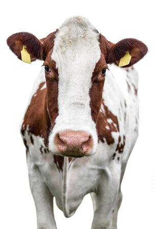 Cow Portrait On Isolated White Backgroundの写真素材