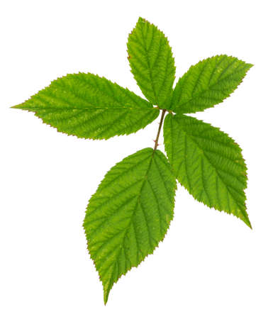 Raspberry leaves isolated on white background