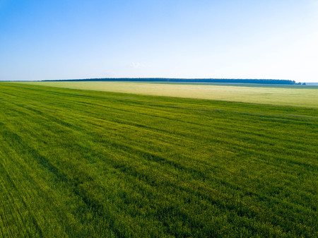 Aerial drone view of green field, direct rows of grain crops plantingの写真素材