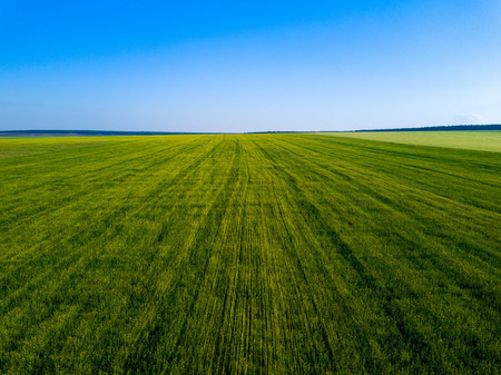 Aerial drone view of green field, direct rows of grain crops plantingの写真素材