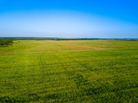Aerial drone view of green field, direct rows of grain crops plantingの写真素材