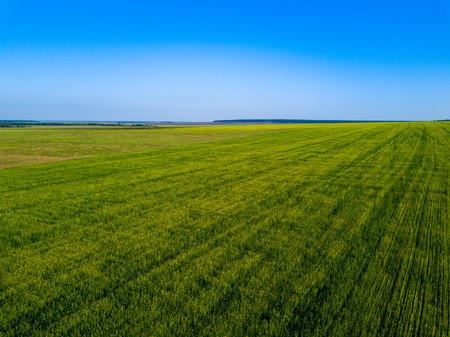 Aerial drone view of green field, direct rows of grain crops plantingの写真素材