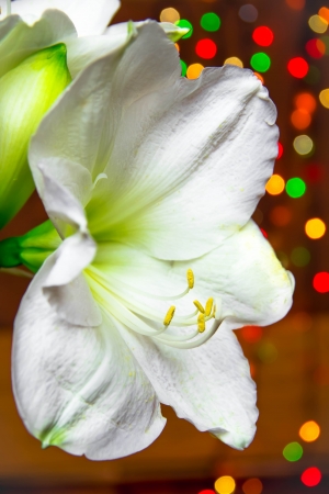 Macro bud lily with bokehの写真素材