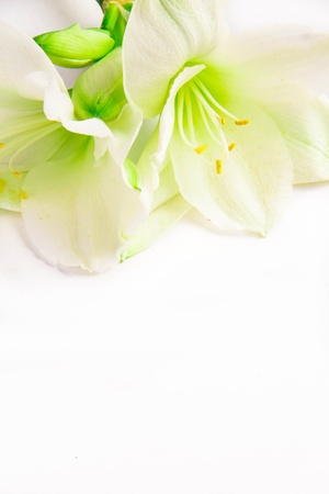 Isolated white lily の写真素材