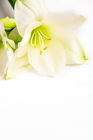 Isolated white lily の写真素材