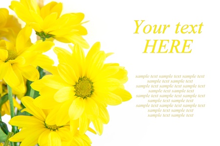 Isolated yellow daisies as the backgroundの写真素材