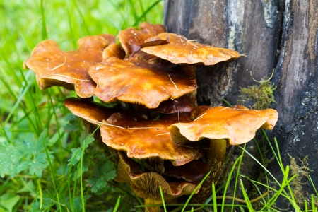 Group orange mushroom on white treeの写真素材