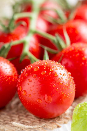 Cherry tomatoes on a branch with drops of water, macro, close up, delicious fresh harvest. Organic natural foodの写真素材