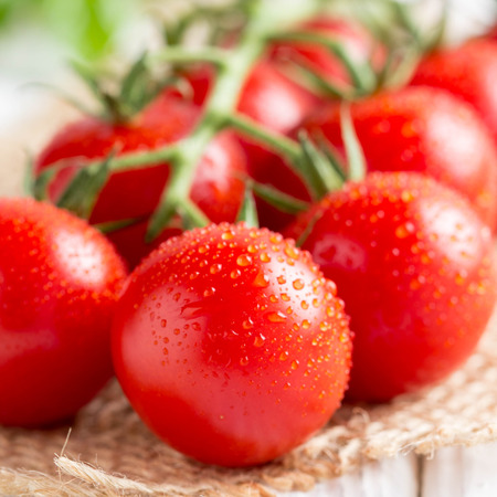 Cherry tomatoes on a branch with drops of water, macro, close up, delicious fresh harvest. Organic natural foodの写真素材
