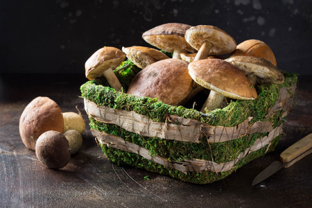 Forest mushrooms in basket with moss, autumn harvest, boletus, white and aspen. Raw fresh mushrooms...