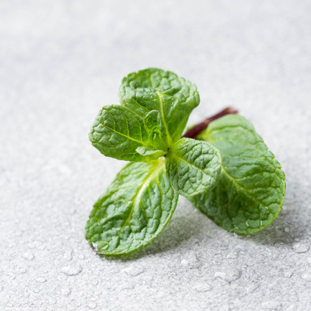 Fresh mint greens with drops, macro shot, close up on grey backgroundの写真素材