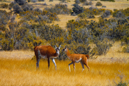Mother Lama and her babyの写真素材
