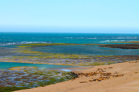 Valdes Peninsulaの写真素材