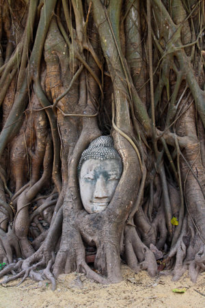 Buddha Headの写真素材