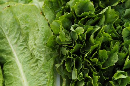 Close up of head of salad, bright green color.