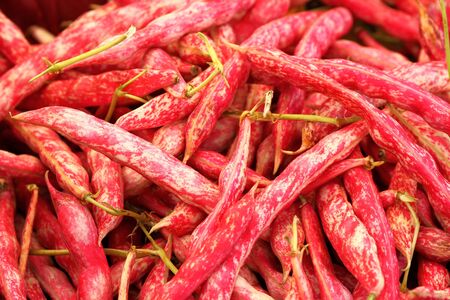 Close up of borlotti beans and pods, grown in Italy.の写真素材