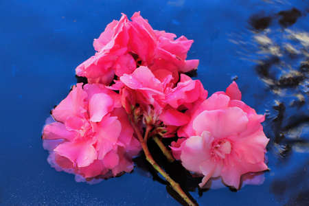 Sprig of fuchsia flowers lying on the water.