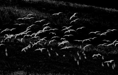 Maremma landscape, Tuscany. White herons in flight. Black and white photo.