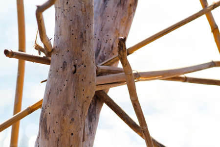 Intertwined branches smoothed by the sea. Seascape in the background.