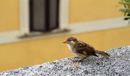 Sparrow on the edge of a marble staircase, in the background a Roman building near Piazza del Popolo.の写真素材