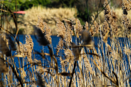 Ginerio cortaderia plant in the foreground, in the background view of Lake Nemi (Italy)の写真素材