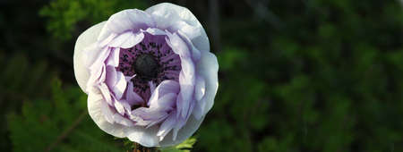 Pink camellia flower with blurred background. Black white photo.の写真素材