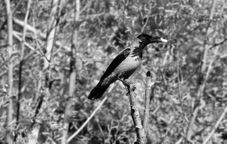 Close up of crow perched on the branch with a piece of food in its beak, black and white photo