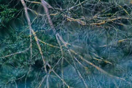 Reflections in the water of branches, bluish and greenish shaded colors.