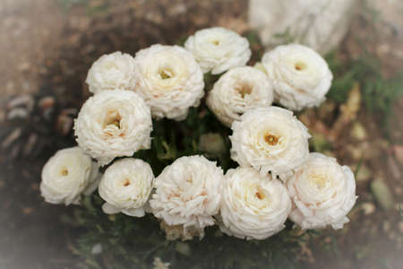 Bunch of peonies flowers, selective focus, light background.