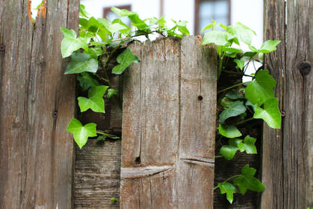 Detail of a wooden fence with climbing ivy leavesの写真素材