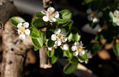 Macro photography of small white flowers on branch, green background out of focus.
