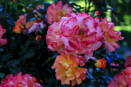 Bush of pink and yellow roses, in the background, out of focus, foliage and meadow.