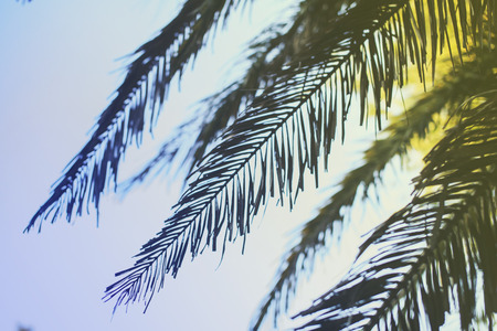 Silhouette of palm leaves blurred horizontal background. Summer vacation. Tropical. Copy space. の写真素材