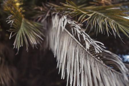 Beautiful palm tree leaves close up. Copy space. Selective focus.の写真素材