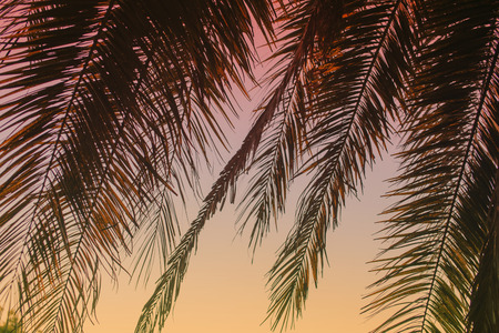 Beautiful tropical evening horizontal background: palm leaves on sunset. Summer vacation. の写真素材