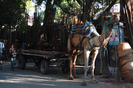 Jodhpur, Indiaのeditorial素材