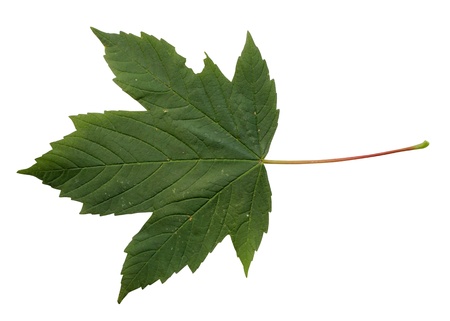  green leaves  isolated on white backgroundの写真素材