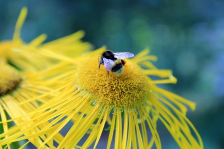 Bee collecting nectar from flowersの写真素材