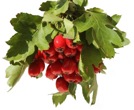 with red berries, isolated on white background