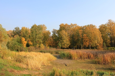forest and pond or swamp in  the aspens, in fall seasonの写真素材