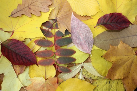 yellow,red beautiful autumn, leaves pile, in a close upの写真素材