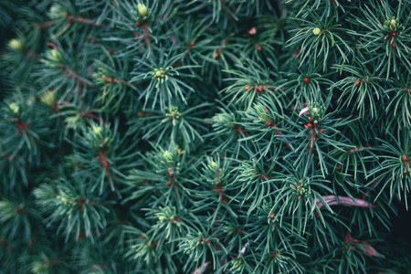 needles