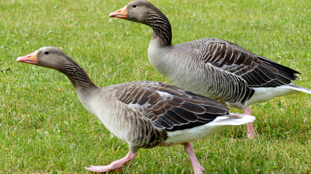 A duck in the Parkの写真素材