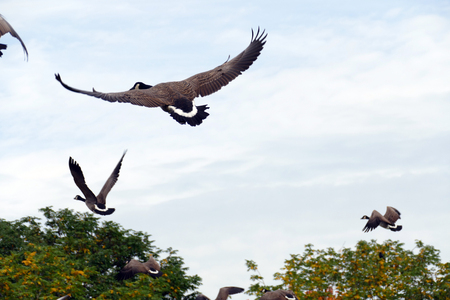 A group of ducks is flying in the sky in the autumnの写真素材