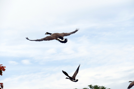 A group of ducks is flying in the sky in the autumnの写真素材